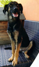 JAMIE, Hund, Mischlingshund in Bulgarien - Bild 1