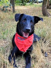 ROCKY, Hund, Mischlingshund in Rumänien - Bild 1