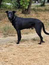 ROCKY, Hund, Mischlingshund in Rumänien - Bild 12