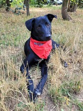 ROCKY, Hund, Mischlingshund in Rumänien - Bild 2