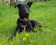 ROCKY, Hund, Mischlingshund in Rumänien - Bild 9