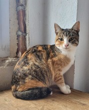 CHLOE, Katze, Europäisch Kurzhaar in Bulgarien - Bild 2
