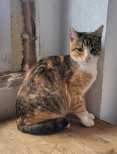 CHLOE, Katze, Europäisch Kurzhaar in Bulgarien - Bild 3