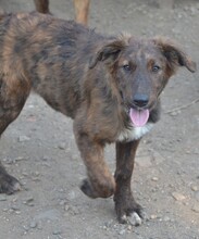 SUCKI, Hund, Mischlingshund in Rumänien - Bild 1