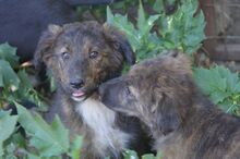 SUCKI, Hund, Mischlingshund in Rumänien - Bild 10