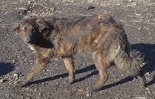 SUCKI, Hund, Mischlingshund in Rumänien - Bild 13