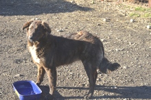 SUCKI, Hund, Mischlingshund in Rumänien - Bild 2
