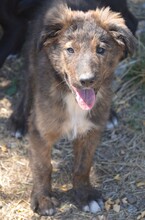 SUCKI, Hund, Mischlingshund in Rumänien - Bild 3