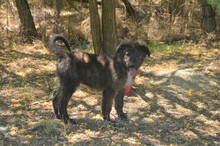 SUCKI, Hund, Mischlingshund in Rumänien - Bild 5