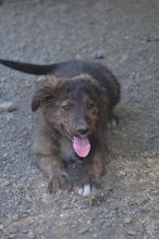 SUCKI, Hund, Mischlingshund in Rumänien - Bild 6