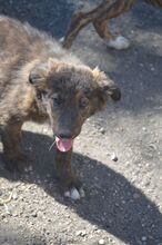 SUCKI, Hund, Mischlingshund in Rumänien - Bild 9