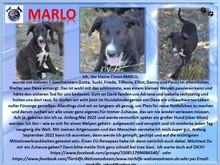 MARLO, Hund, Mischlingshund in Rumänien - Bild 2