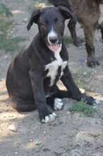 MARLO, Hund, Mischlingshund in Rumänien - Bild 3