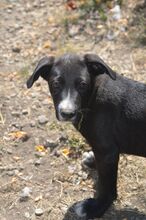 MARLO, Hund, Mischlingshund in Rumänien - Bild 6