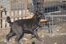 MARLO, Hund, Mischlingshund in Rumänien - Bild 9