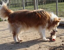 BALOU, Hund, Mischlingshund in Mengkofen - Bild 6
