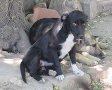 NAYA, Hund, Mischlingshund in Bulgarien - Bild 1