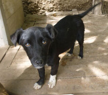 NAYA, Hund, Mischlingshund in Bulgarien - Bild 10