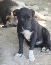 NAYA, Hund, Mischlingshund in Bulgarien - Bild 2