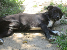 NAYA, Hund, Mischlingshund in Bulgarien - Bild 3