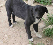 NAYA, Hund, Mischlingshund in Bulgarien - Bild 4