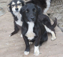 NAYA, Hund, Mischlingshund in Bulgarien - Bild 5