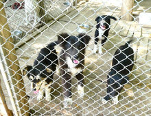 NAYA, Hund, Mischlingshund in Bulgarien - Bild 6