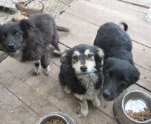 NAYA, Hund, Mischlingshund in Bulgarien - Bild 7