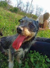 ROLETTI, Hund, Mischlingshund in Ungarn - Bild 1