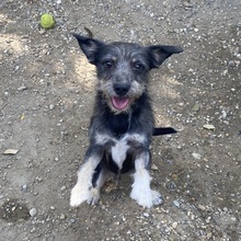 ROLETTI, Hund, Mischlingshund in Ungarn - Bild 10