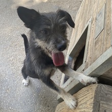 ROLETTI, Hund, Mischlingshund in Ungarn - Bild 11