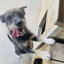 ROLETTI, Hund, Mischlingshund in Ungarn - Bild 14