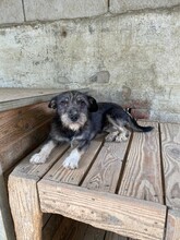ROLETTI, Hund, Mischlingshund in Ungarn - Bild 16