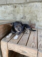 ROLETTI, Hund, Mischlingshund in Ungarn - Bild 17