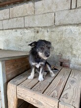ROLETTI, Hund, Mischlingshund in Ungarn - Bild 18