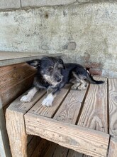 ROLETTI, Hund, Mischlingshund in Ungarn - Bild 19