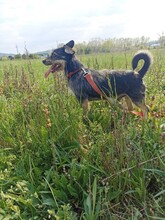 ROLETTI, Hund, Mischlingshund in Ungarn - Bild 2