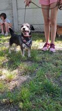 ROLETTI, Hund, Mischlingshund in Ungarn - Bild 22