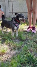 ROLETTI, Hund, Mischlingshund in Ungarn - Bild 23