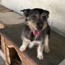ROLETTI, Hund, Mischlingshund in Ungarn - Bild 24