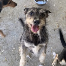 ROLETTI, Hund, Mischlingshund in Ungarn - Bild 27