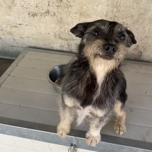ROLETTI, Hund, Mischlingshund in Ungarn - Bild 28