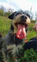 ROLETTI, Hund, Mischlingshund in Ungarn - Bild 3