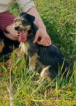 ROLETTI, Hund, Mischlingshund in Ungarn - Bild 4
