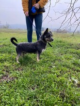 ROLETTI, Hund, Mischlingshund in Ungarn - Bild 6
