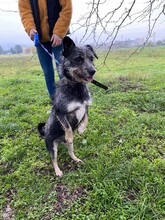 ROLETTI, Hund, Mischlingshund in Ungarn - Bild 7