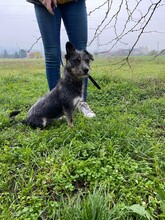 ROLETTI, Hund, Mischlingshund in Ungarn - Bild 8