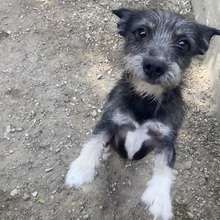 ROLETTI, Hund, Mischlingshund in Ungarn - Bild 9