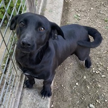 LERA, Hund, Mischlingshund in Ungarn - Bild 13