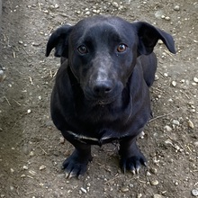 LERA, Hund, Mischlingshund in Ungarn - Bild 14